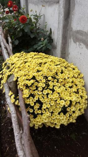 Caba�as Rhucamai