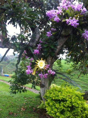 Finca Hotel Santana Campestre