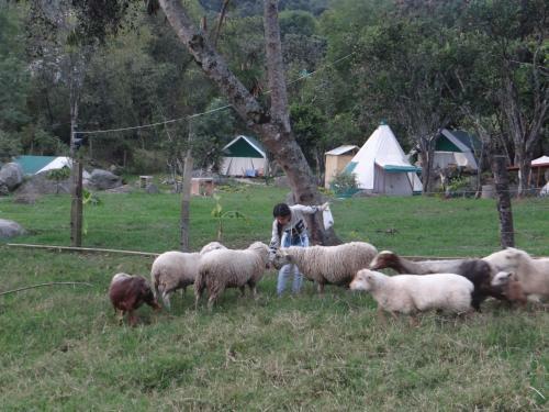 Glamping El Establo
