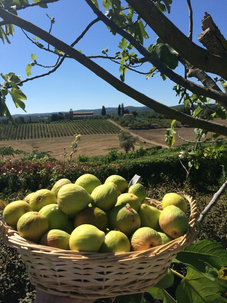 Tenuta Di Corsano