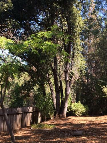 Yosemite Inn At Pine Mountain Lake