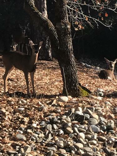 Yosemite Inn At Pine Mountain Lake