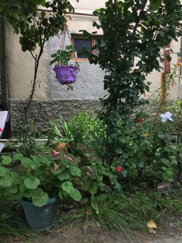 Hostal Guest House Gzirishvili