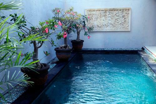 The Wyn Villa