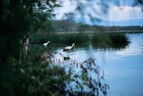 Sirville Lake Elementaita Lodge