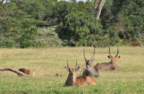 Lodge Sweetwaters Serena Camp