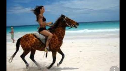 Lodge Dolphin Dhow Safaris