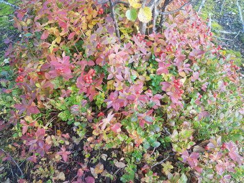 B�tsfjord Hotell & Camping