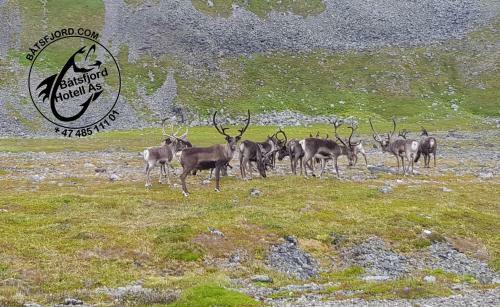 B�tsfjord Hotell & Camping