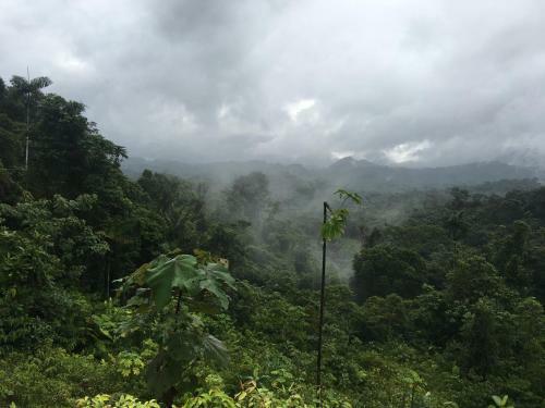 Hostal Rainforest Yasmin Hostel
