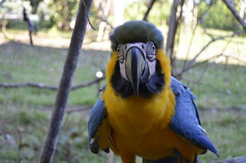 Green Diamond Amazon Lodge
