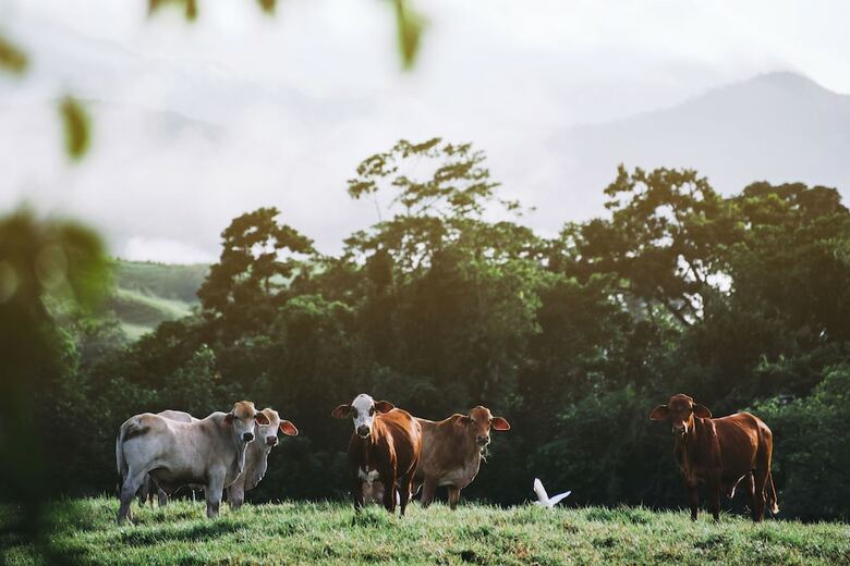 Hotel Daintree Eco Lodge & Spa
