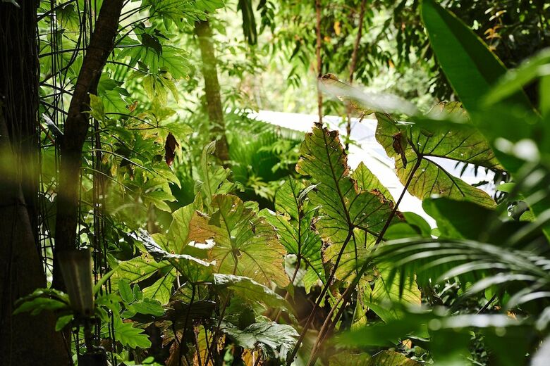 Hotel Daintree Eco Lodge & Spa
