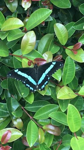 Hostal Blue Skies And Butterflies