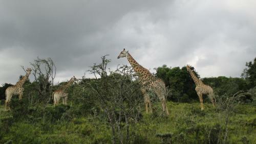 Aloe And Elephant Lodge