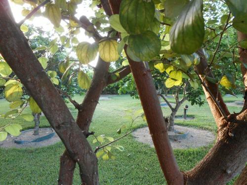 Apartamento Palm Village 134