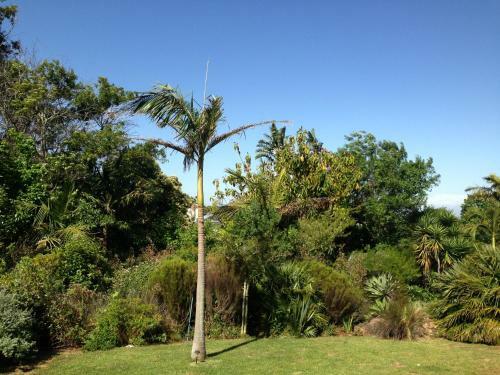 Constantia Oasis