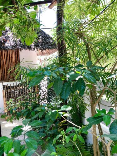Hostal Zanzistar Guesthouse & Restaurant
