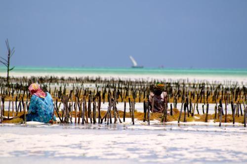 Hostal Zanzistar Guesthouse & Restaurant