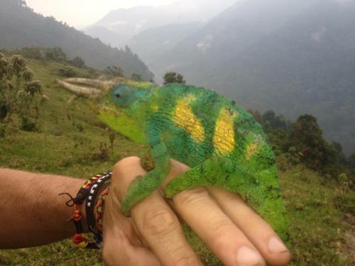 Silverback Homestay And Guest House