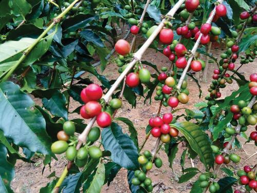 Coffee Valley Homestay