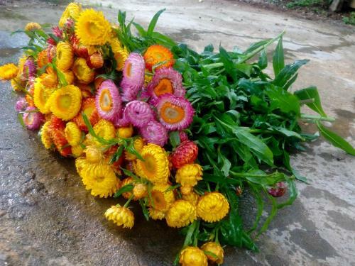 Coffee Valley Homestay