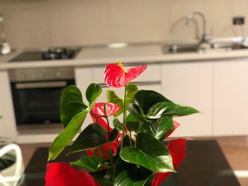 Geri Apartment