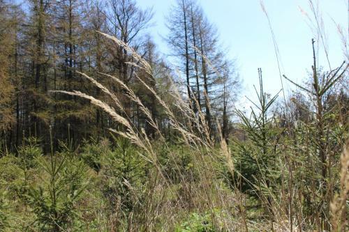 Hostal Waldgasthof Bad Einsiedel