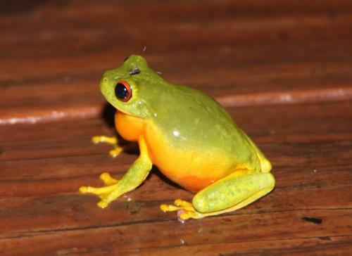 Kuranda Ngorongoro Lodge