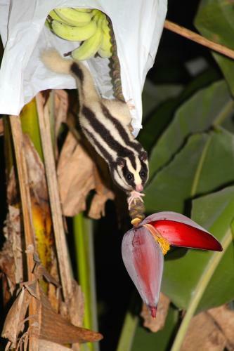 Kuranda Ngorongoro Lodge