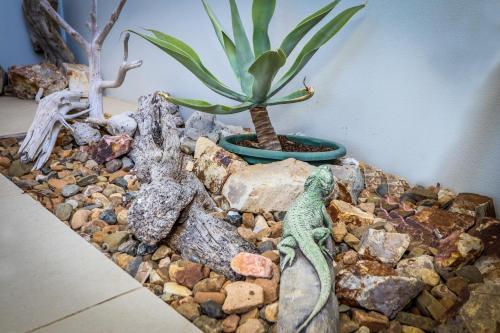 Apartamentos The Lazy Lizard