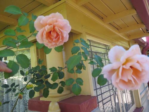 Shelton-lea Bed & Breakfast