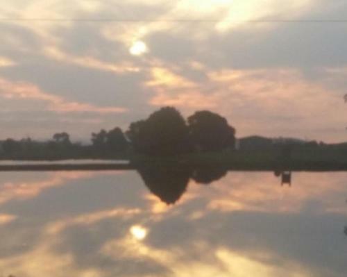 Abelia Cottages Botanical