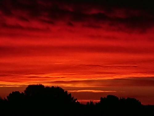 Abelia Cottages Botanical