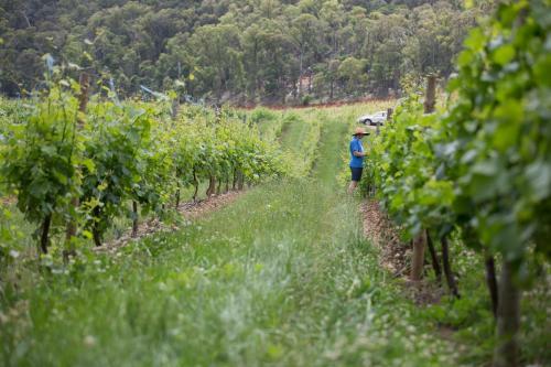 Agroturismo Feathertop Winery