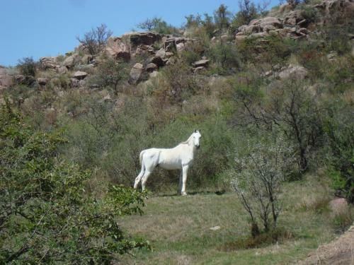 Monte Adentro