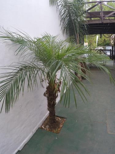 Albergue Posada Palmeras