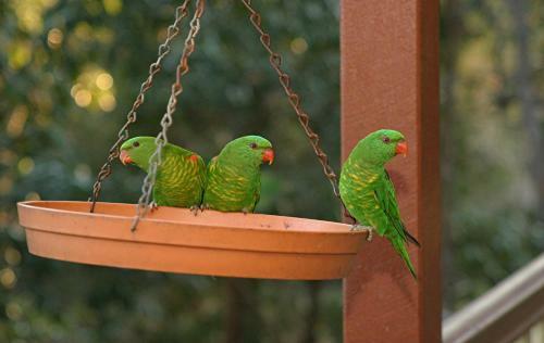 Maleny Country Cottages