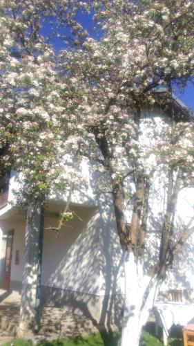 Holiday Home Sedi?