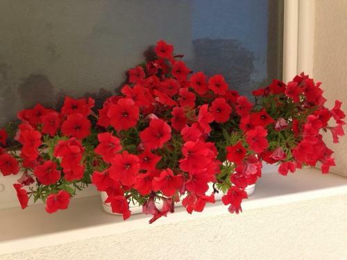 Hostal Pansion Speranza Me?ugorje