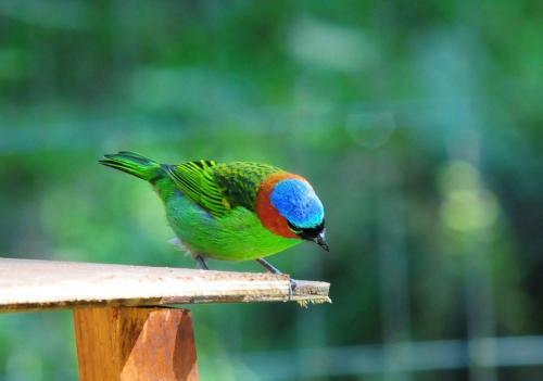 Bed & Breakfast Sitio Namaste Paraty