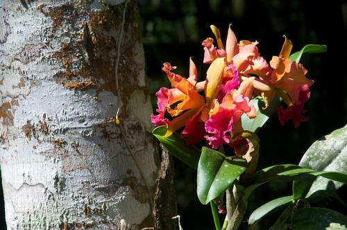 Bed & Breakfast Sitio Namaste Paraty