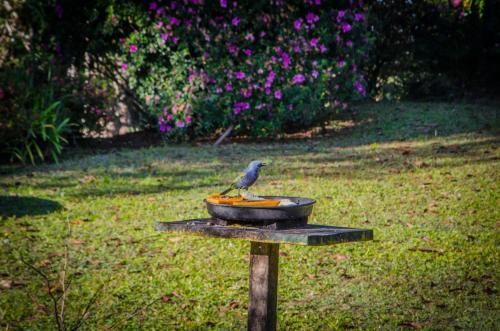 Bed & Breakfast Rancho Do Pav�o Cama E Caf�