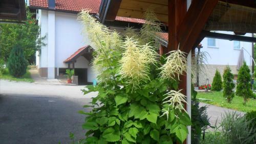 Apartments Marija