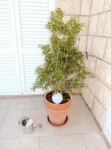 Adriatic Bed&breakfast
