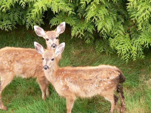 Ginger Giraffe B&B