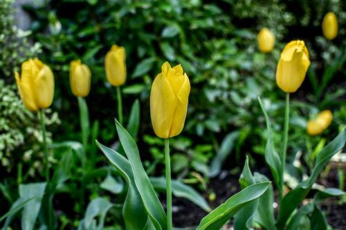 Albergue Hola Pucon