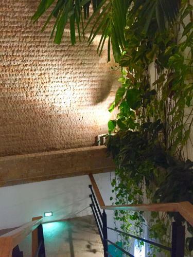 Coccoloba Hostel