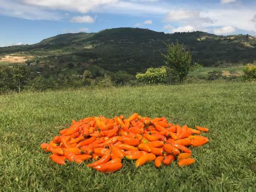 Agroturismo Guayacanes