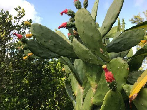Bed & Breakfast Finca Machangara